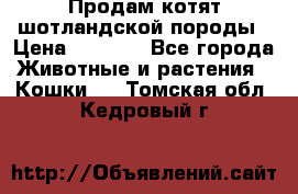 Продам котят шотландской породы › Цена ­ 2 000 - Все города Животные и растения » Кошки   . Томская обл.,Кедровый г.